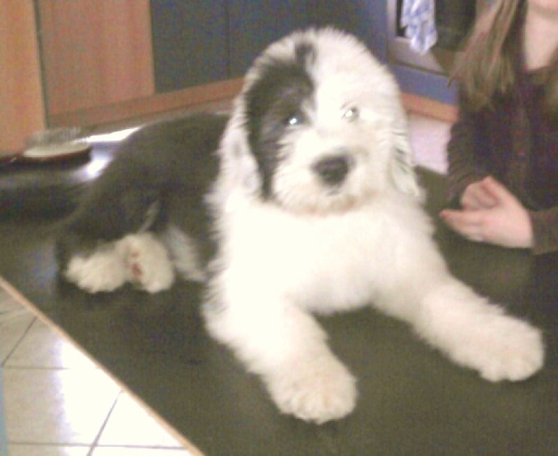 Publication : de la Coupe de Cristal