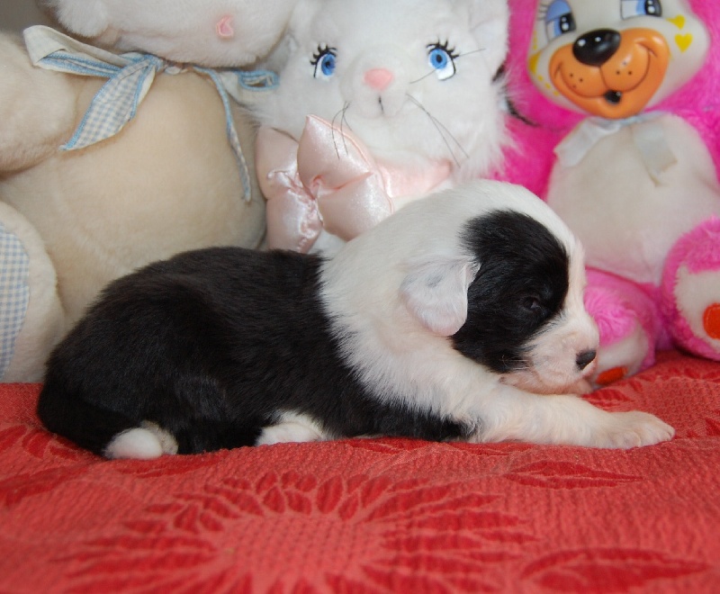 Publication : de la Coupe de Cristal