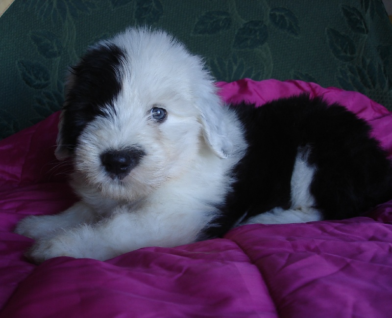 Publication : de la Coupe de Cristal