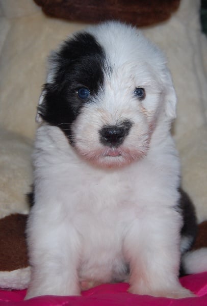 Publication : de la Coupe de Cristal