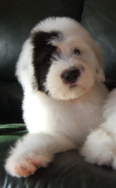 Publication : de la Coupe de Cristal