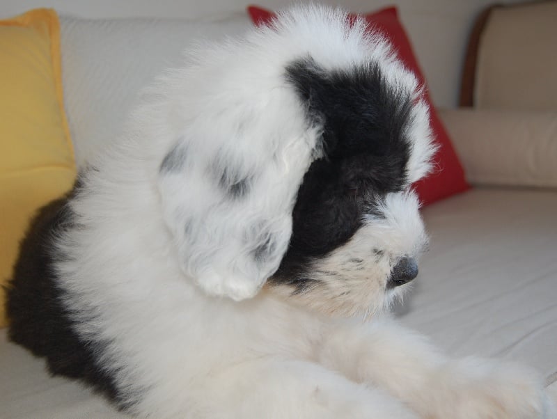 Publication : de la Coupe de Cristal