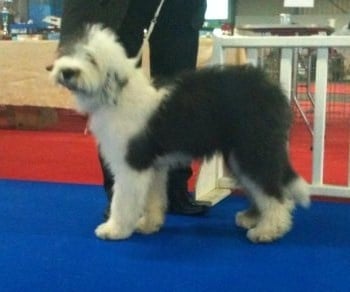 Emmy des Ebouriffés du Mistral - Classe Puppy 2ème Très Prometteur