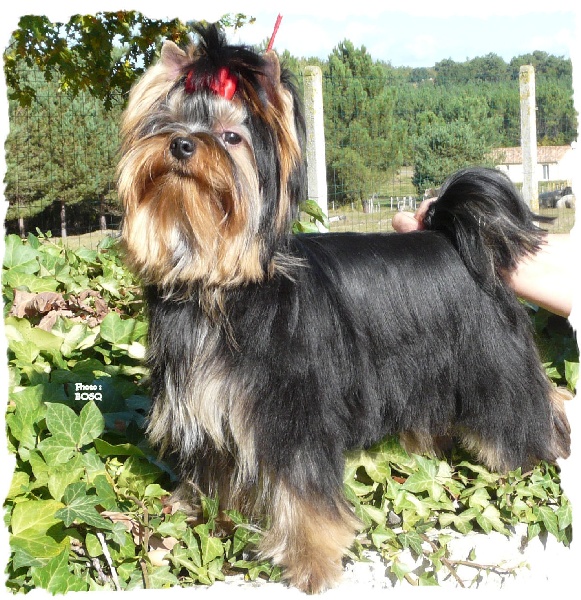 Publication : du Puy Doré Auteur : M. BOSQ