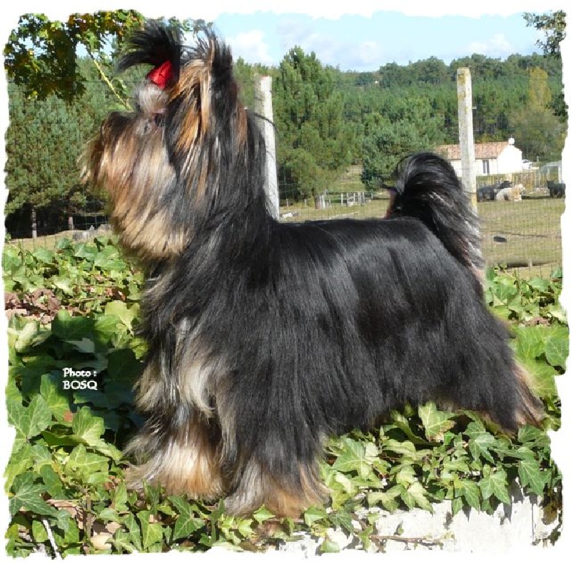 Publication : du Puy Doré Auteur : M. BOSQ