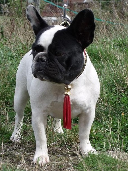 Dora de l'accroche coeur - Excellent + TAN