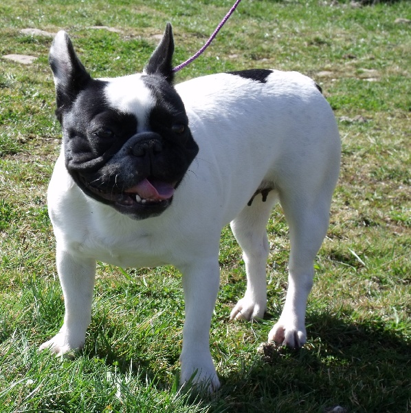 Dora de l'accroche coeur - 3 ème Excellent