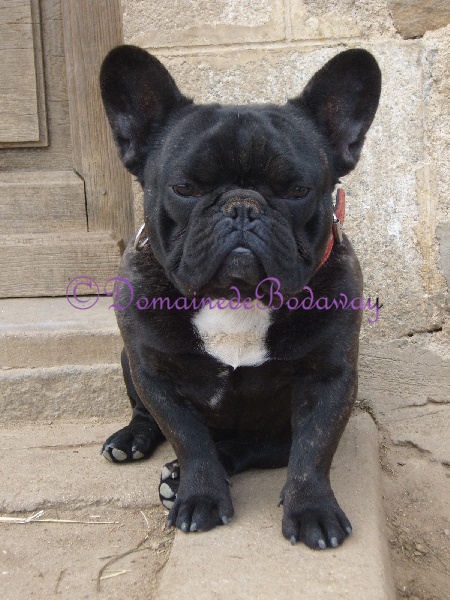 Diamant noir le précieux du domaine Lacoste - 2ème Excellent en classe jeune mâle