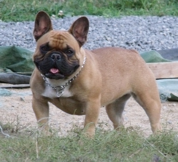 Feuille d'automne du domaine de Bodaway - 2ème excellent classe jeune