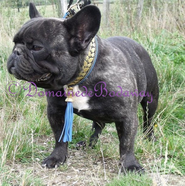 Diamant noir le précieux du domaine Lacoste - Excellent en classe ouverte mâle !