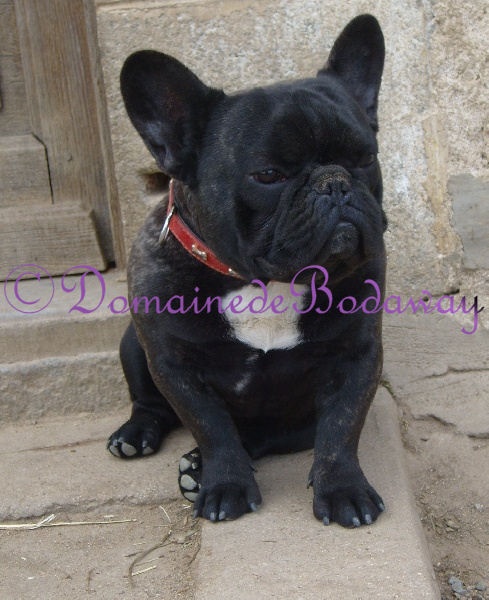 Diamant noir le précieux du domaine Lacoste - 1er excellent. Classe intermediaire