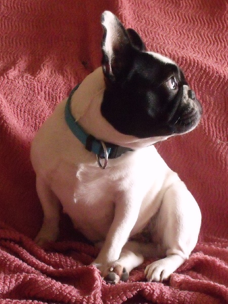 Dora de l'accroche coeur - R.C.A.C.S. 1 excellent