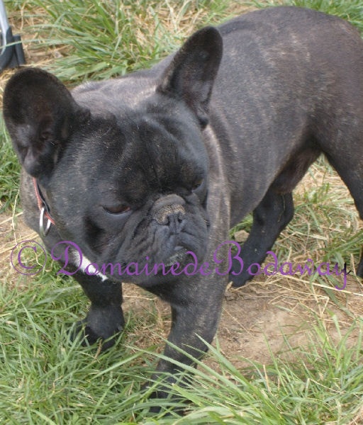 Diamant noir le précieux du domaine Lacoste - 1 excellent