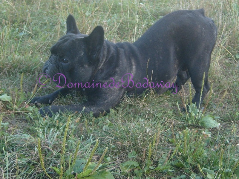 Diamant noir le précieux du domaine Lacoste - 2 ème excellent