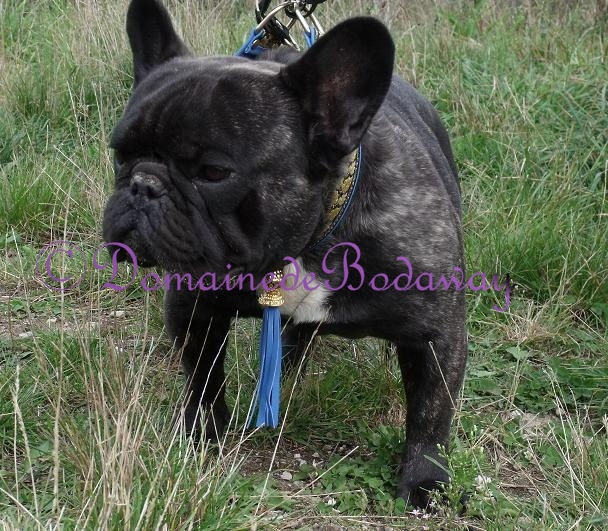 Diamant noir le précieux du domaine Lacoste - Excellent + TAN