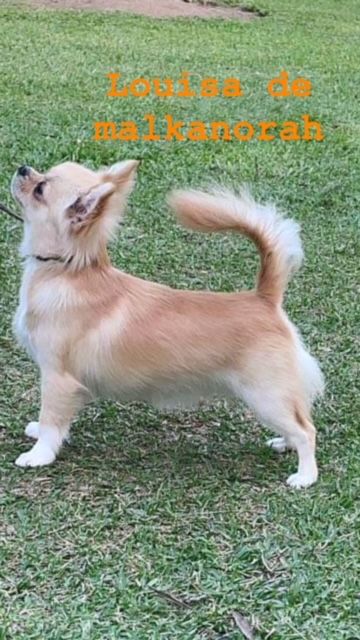 Luisa lane malkanorah