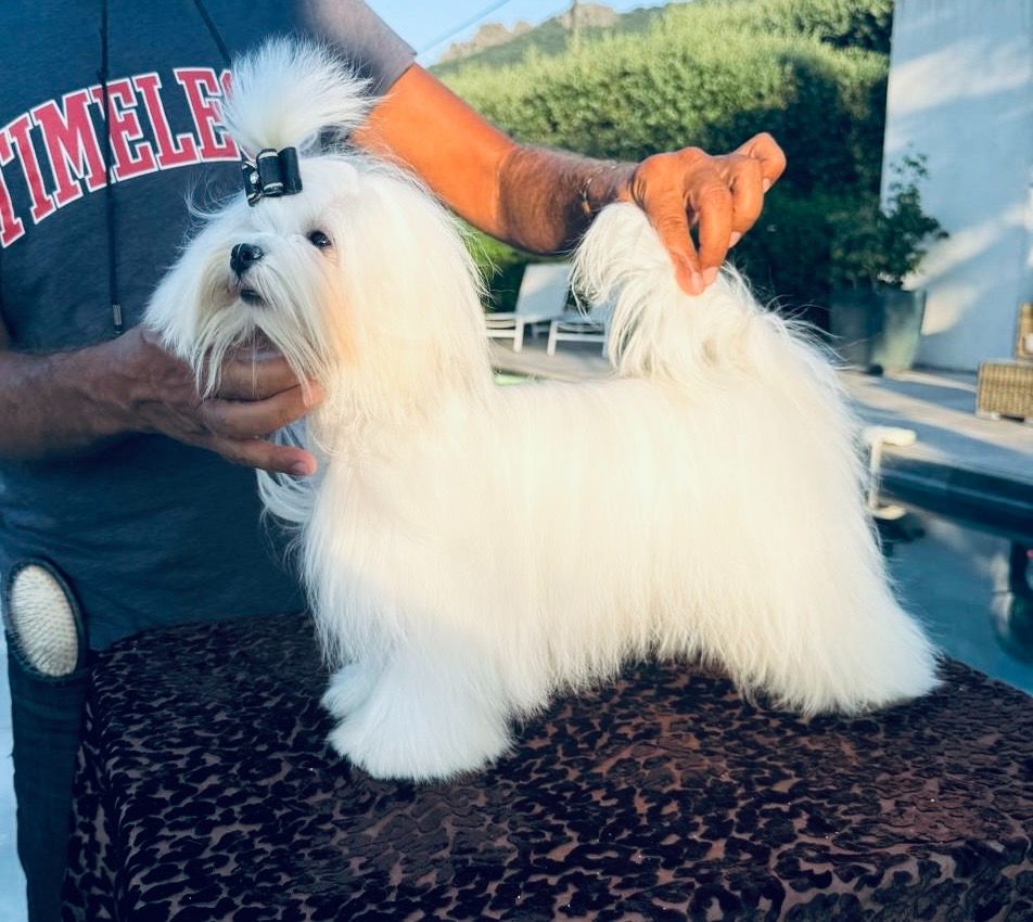 cinecitta' Priscilla lane