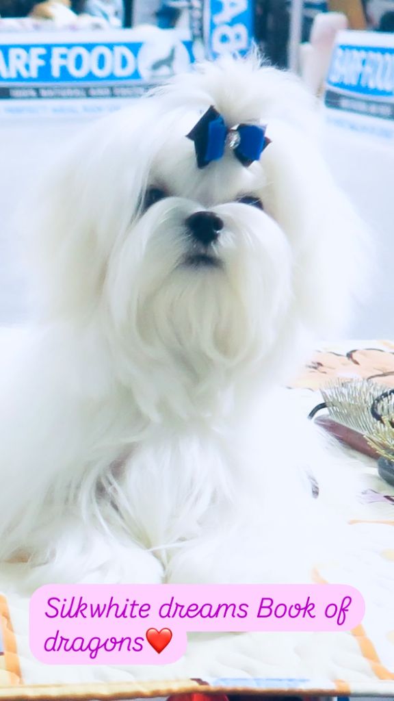 Silkwhite dreams book of dragons