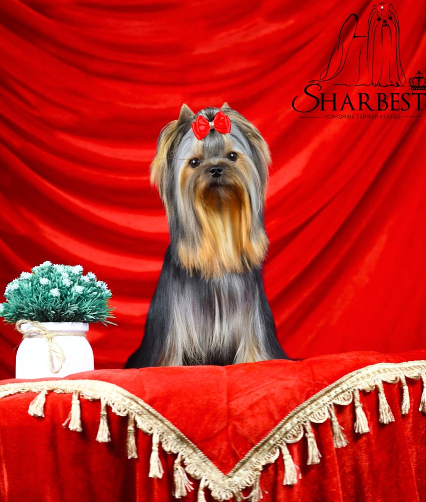 Fantastic heroe sharbest Jet Set's Blue Star