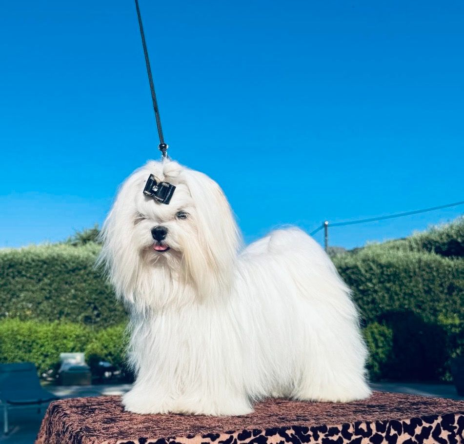 Silkwhite dreams book of dragons