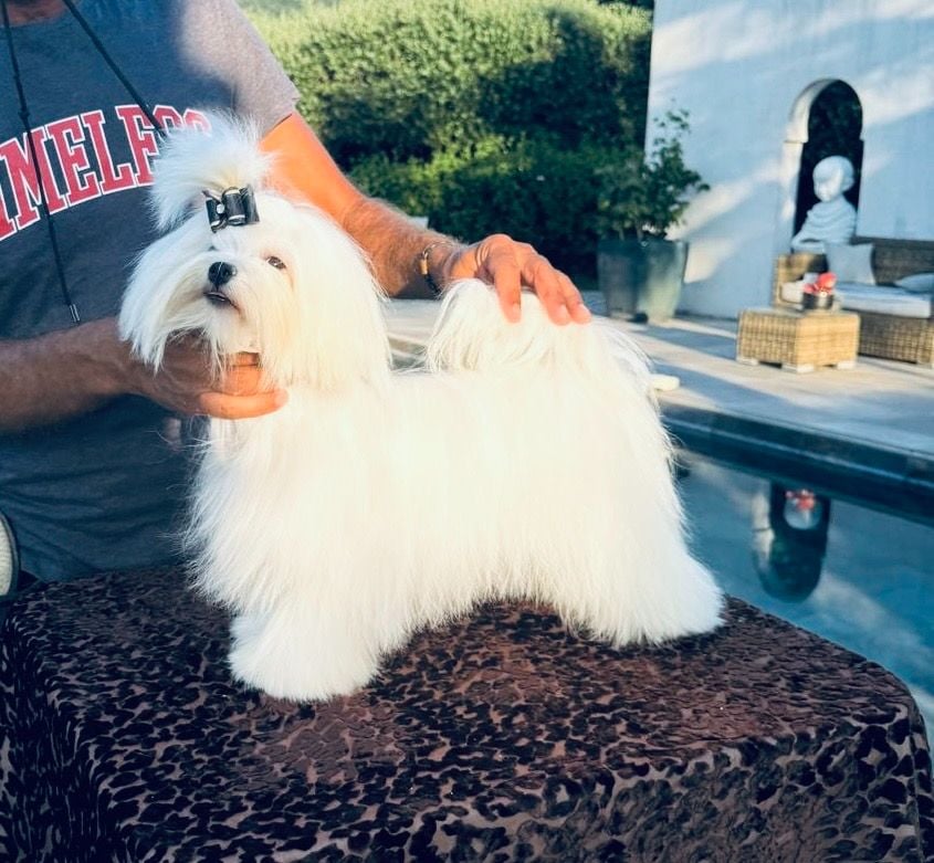 cinecitta' Priscilla lane