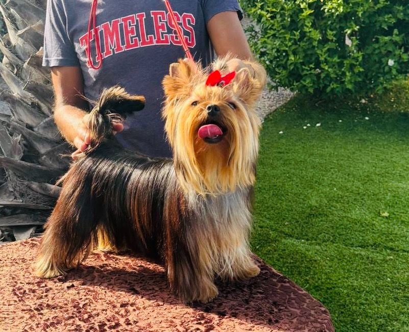 Jet Set's Blue Star Victoire