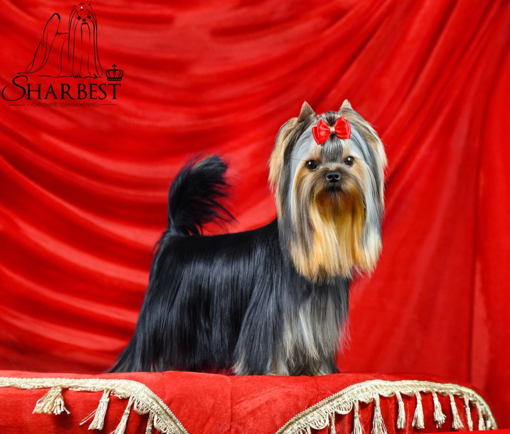 Fantastic heroe sharbest Jet Set's Blue Star