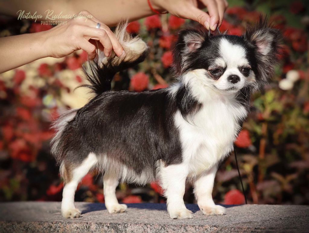 ljustalver's Bozhanna