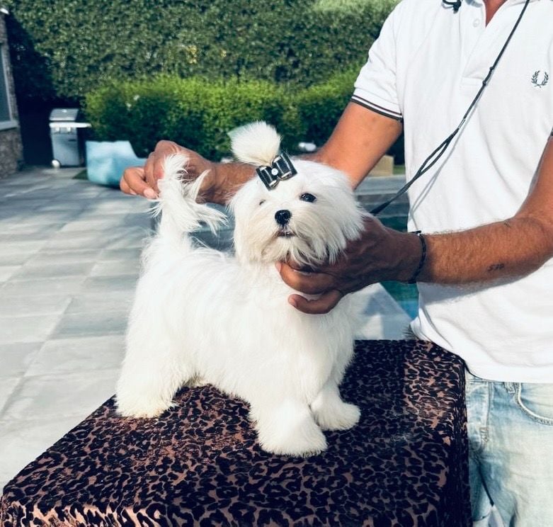 Jet Set's Blue Star Altesse