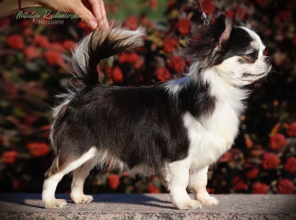 ljustalver's Bozhanna