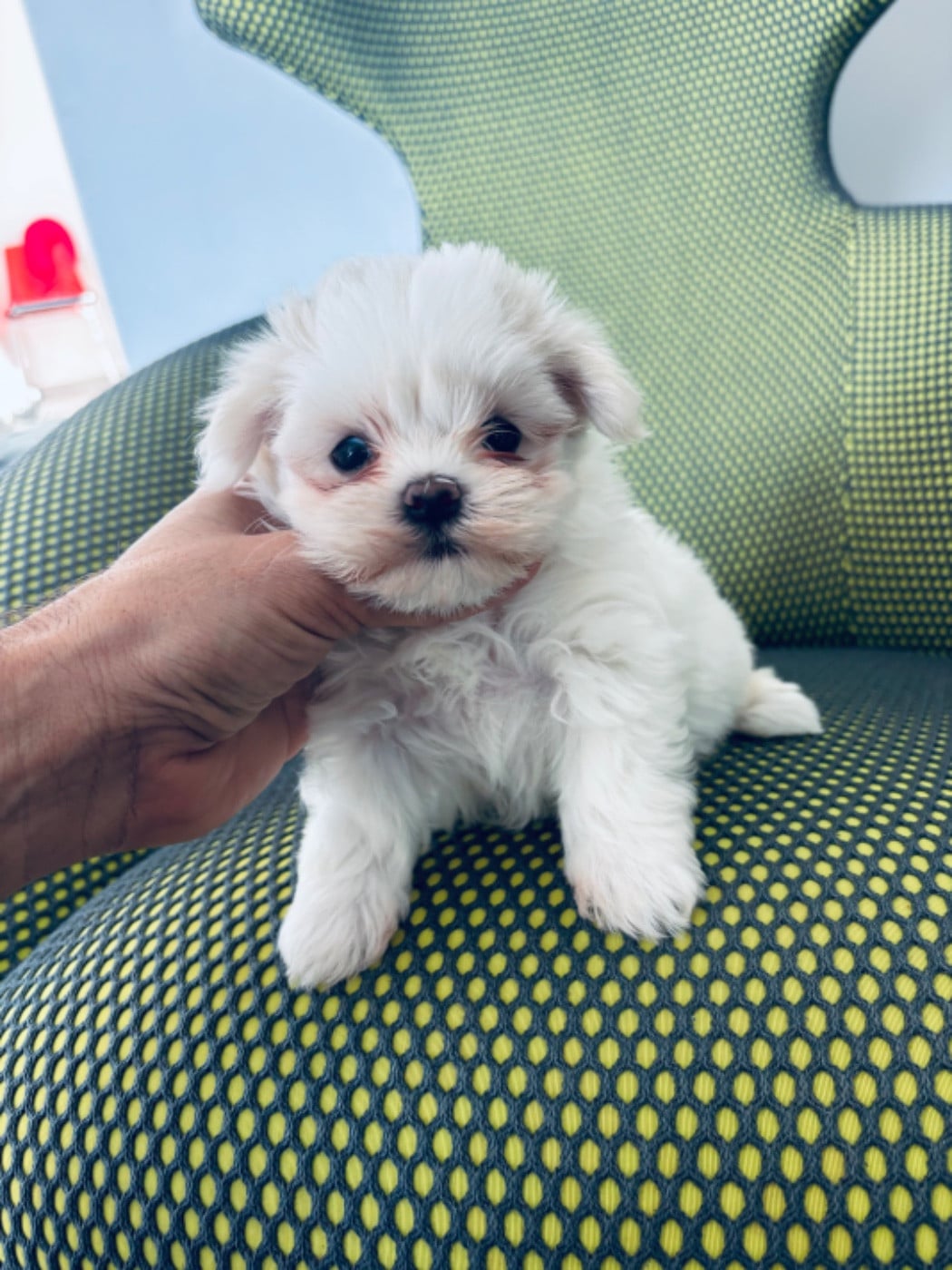 Chiot N°1 - Bichon maltais