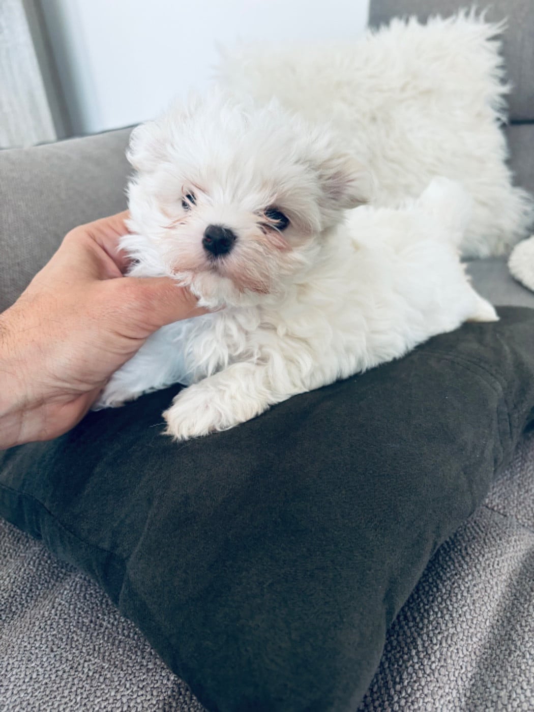 Chiot N°2 - Bichon maltais