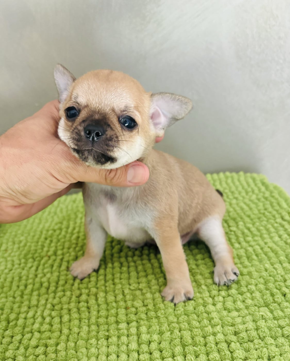 Chiot N°1 - Chihuahua