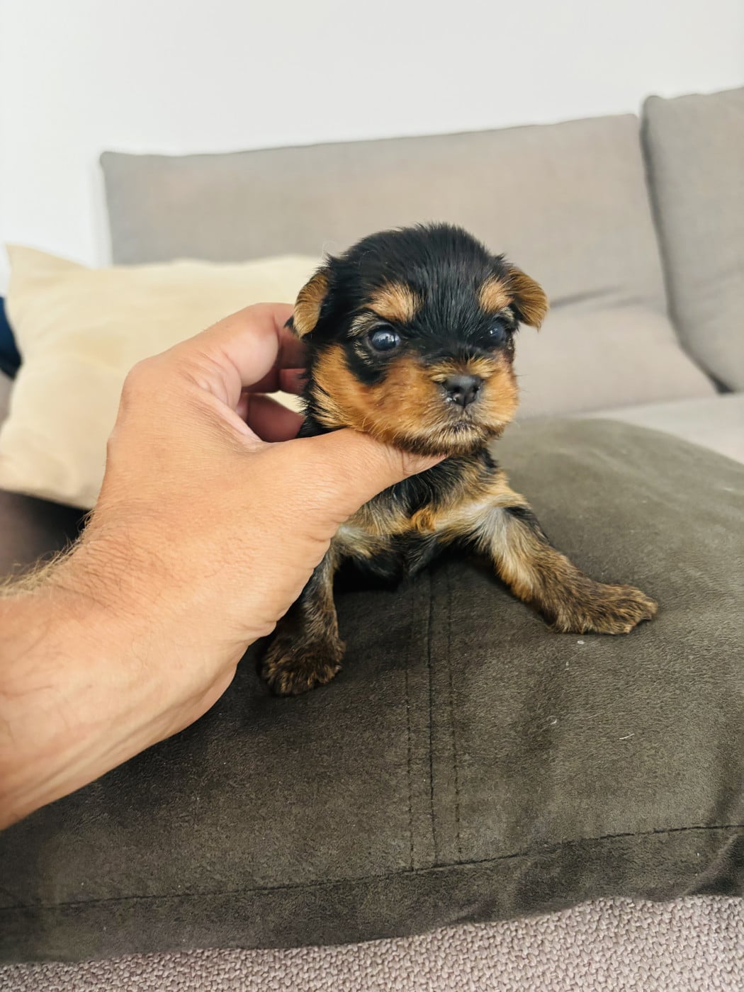 Chiot N°1 - Yorkshire Terrier