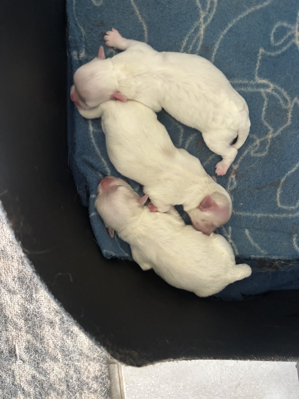 Chiot N°1 - Bichon maltais