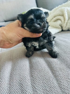 Les chiots de Chihuahua