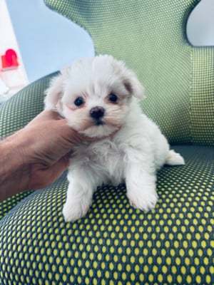 Les chiots de Bichon maltais