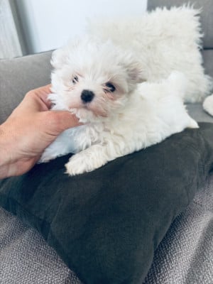 Les chiots de Bichon maltais