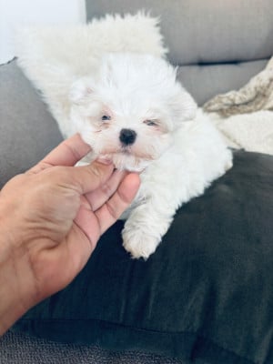 Les chiots de Bichon maltais
