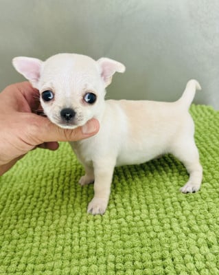 Chihuahua