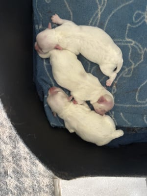 Les chiots de Bichon maltais