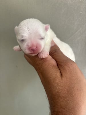 Les chiots de Bichon maltais