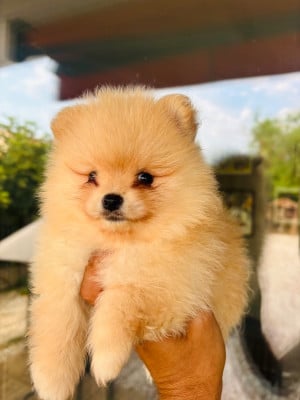 Chiot N°1 - Spitz allemand