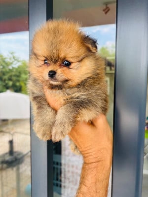 Chiot N°2 - Spitz allemand