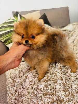 Les chiots de Spitz allemand