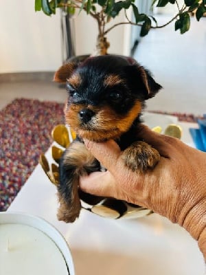 Les chiots de Yorkshire Terrier