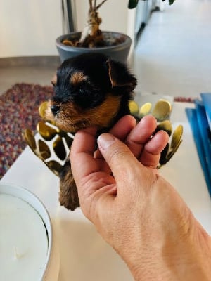 Les chiots de Yorkshire Terrier