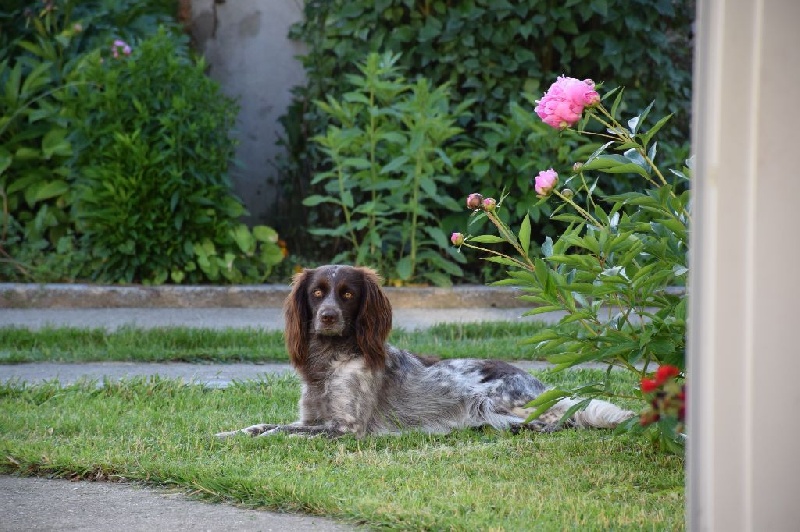 CH. Jorka du vent des Monts de Balerne - 1er TRES BON