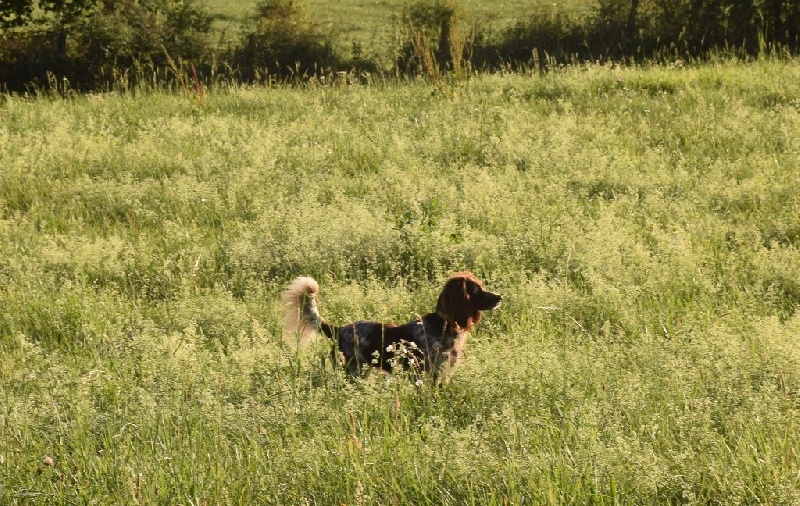 CH. Jorka du vent des Monts de Balerne - TAN obtenu