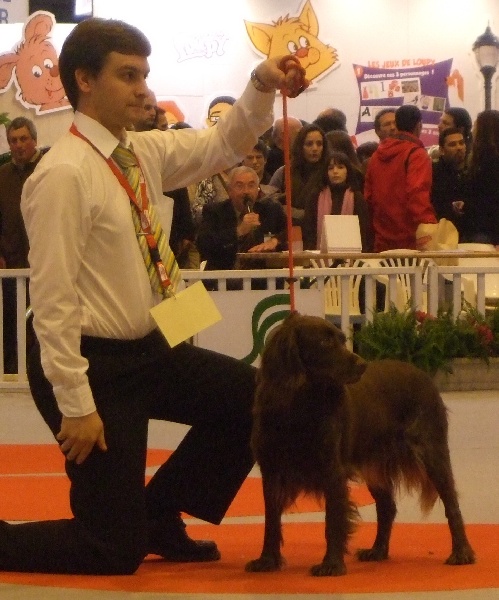 CH. URKA du vent des Monts de Balerne - Meilleure femelle classe champion